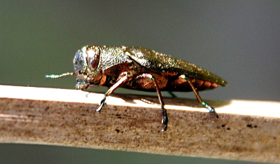 [This is a side left view of the beetle climbing up on a weed stalk. The photo is rotated so it looks like the beetle is crawling from right to left. It has a green sparkly head and body with large eyes. Three left side legs and the top right side leg are visible.]